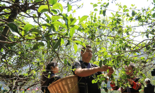 关于春茶绿 产业兴 打笋山春茶开采的资讯(3)