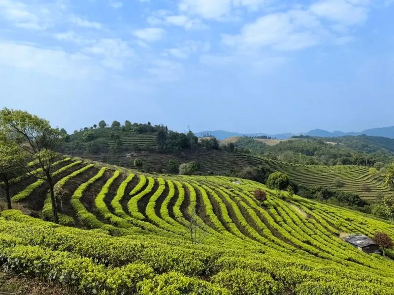 有关于澜沧各地茶叶开采 茶农采茶忙的相关内容(3)