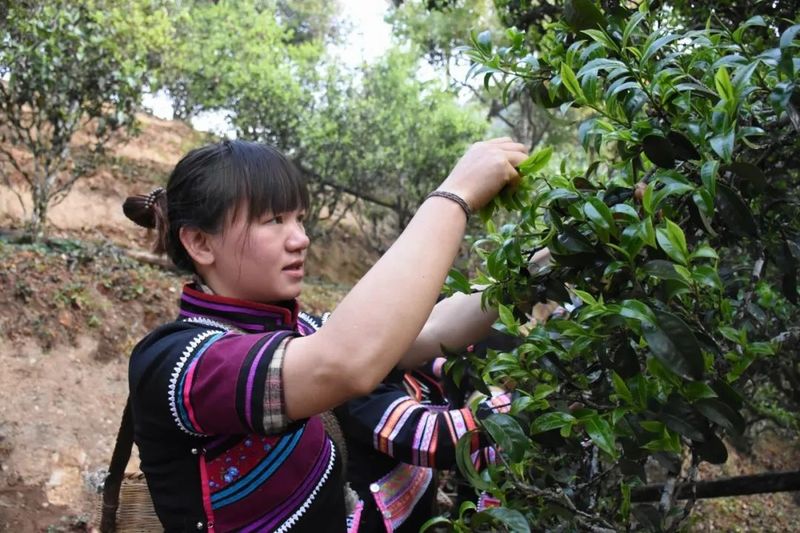 有关于澜沧各地茶叶开采 茶农采茶忙的相关内容(5)