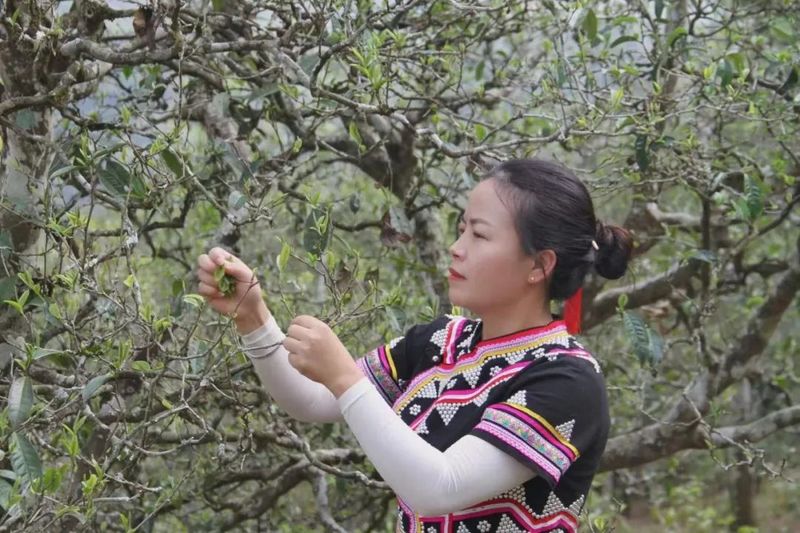 有关于澜沧各地茶叶开采 茶农采茶忙的相关内容(1)