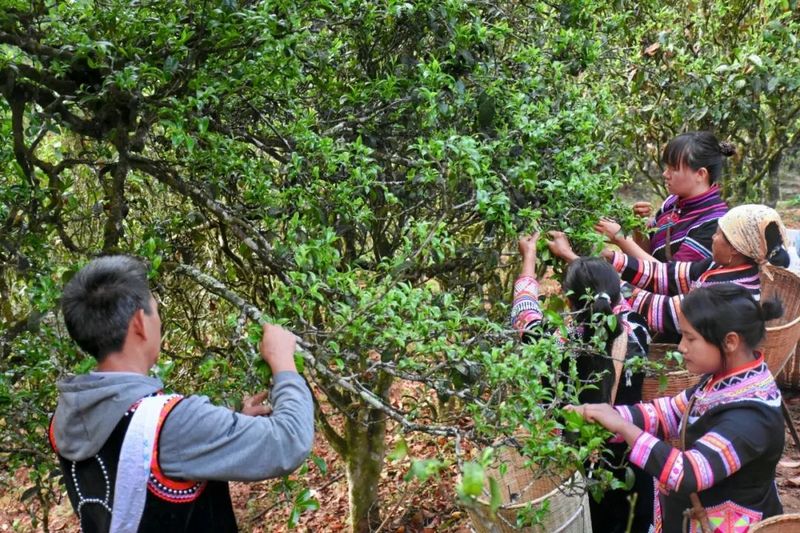 有关于澜沧各地茶叶开采 茶农采茶忙的相关内容(4)