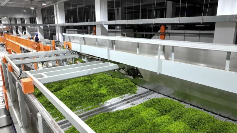 有关于提品质打品牌 促进祁红产业高质量发展的消息(2)