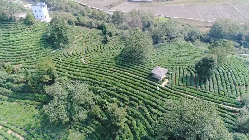 有关于提品质打品牌 促进祁红产业高质量发展的消息(1)