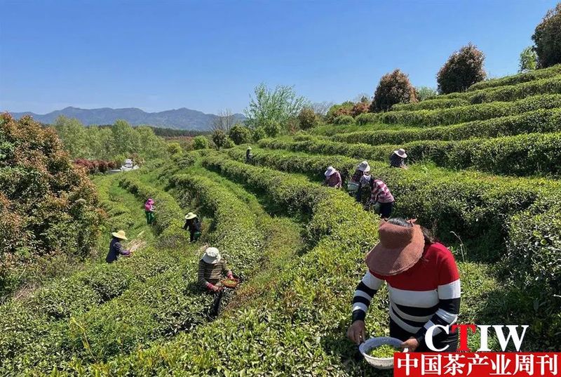有关于点“绿”成金，武汉黄陂蹚出一条茶产业发展新路子的内容