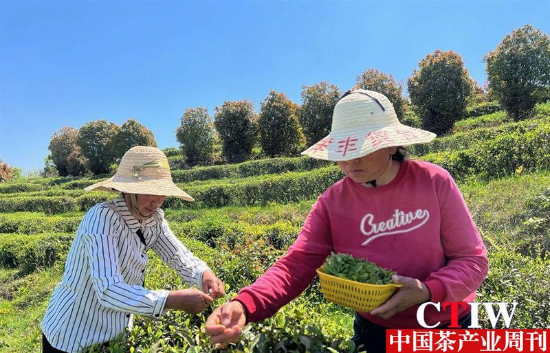 有关于点“绿”成金，武汉黄陂蹚出一条茶产业发展新路子的内容(4)
