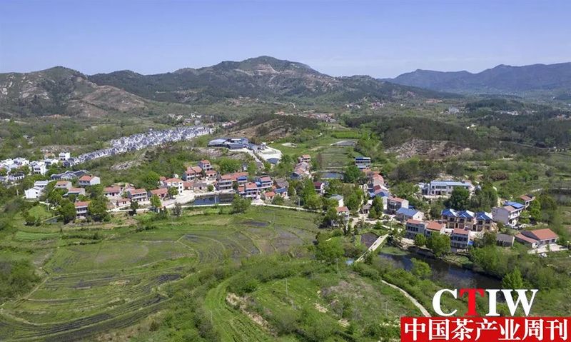 有关于点“绿”成金，武汉黄陂蹚出一条茶产业发展新路子的内容(3)