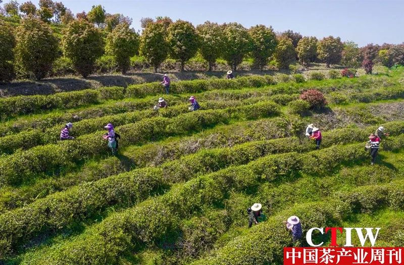 有关于点“绿”成金，武汉黄陂蹚出一条茶产业发展新路子的内容(2)