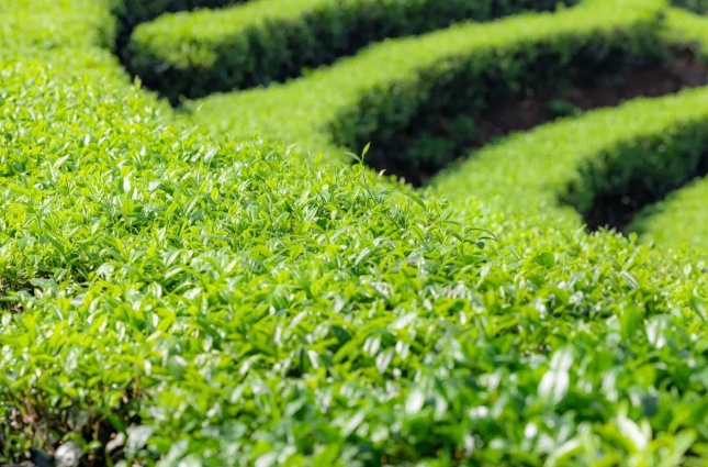 有关于梁河县2024年回龙茶文化节活动内容丰富多彩的相关信息(9)