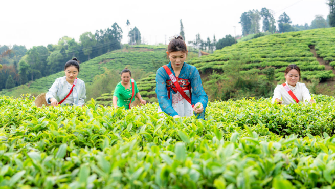有关于梁河县2024年回龙茶文化节活动内容丰富多彩的相关信息(2)