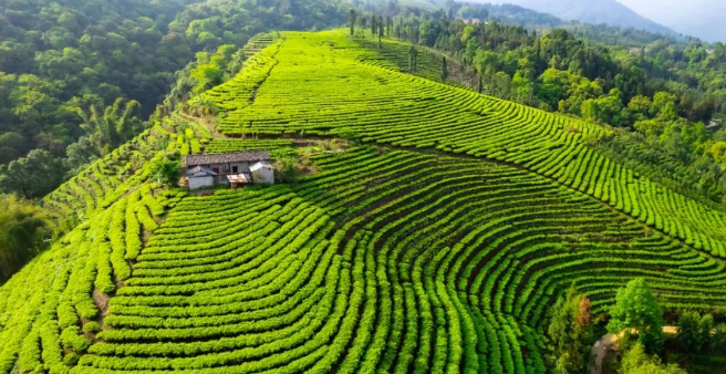 有关于梁河县2024年回龙茶文化节活动内容丰富多彩的相关信息(6)