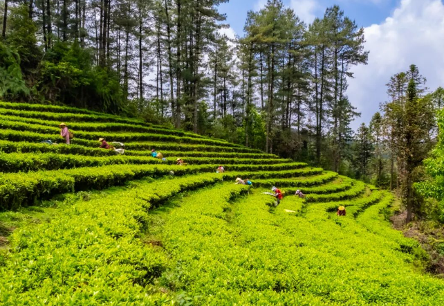 有关于梁河县2024年回龙茶文化节活动内容丰富多彩的相关信息(10)