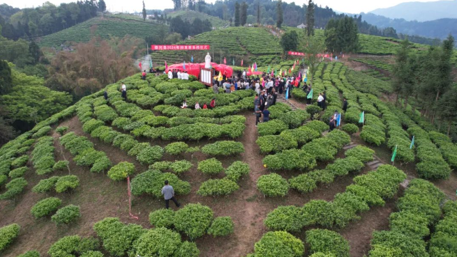 有关于梁河县2024年回龙茶文化节活动内容丰富多彩的相关信息