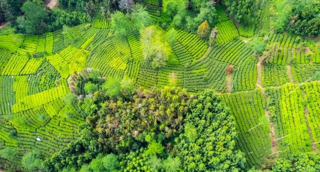 有关于梁河县2024年回龙茶文化节活动内容丰富多彩的相关信息(11)