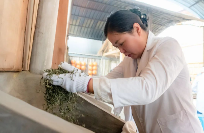 有关于梁河县2024年回龙茶文化节活动内容丰富多彩的相关信息(3)