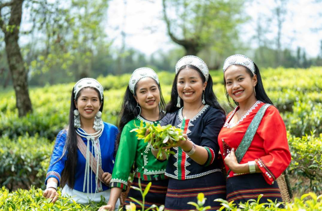 关于沧源：茶山春正好 茶农采茶忙的相关信息