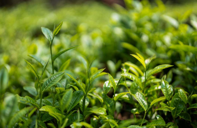 关于沧源:茶山春正好 茶农采茶忙的相关信息(5)