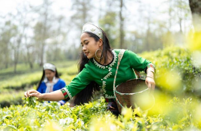 关于沧源：茶山春正好 茶农采茶忙的相关信息(2)