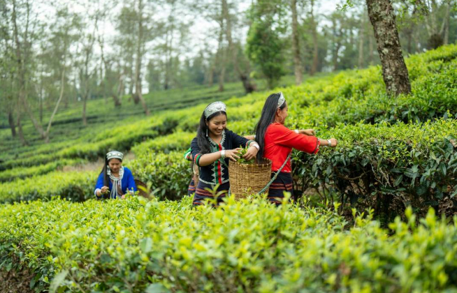 关于沧源：茶山春正好 茶农采茶忙的相关信息(4)