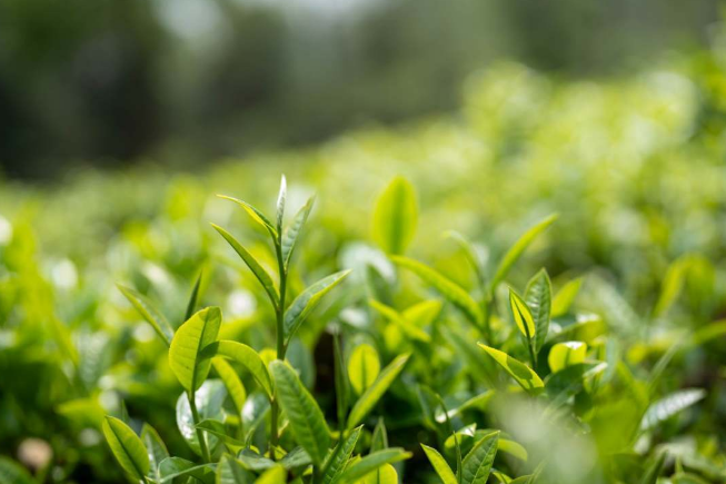 关于沧源:茶山春正好 茶农采茶忙的相关信息(1)