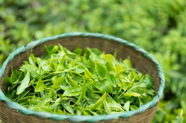 关于沧源:茶山春正好 茶农采茶忙的相关信息(3)