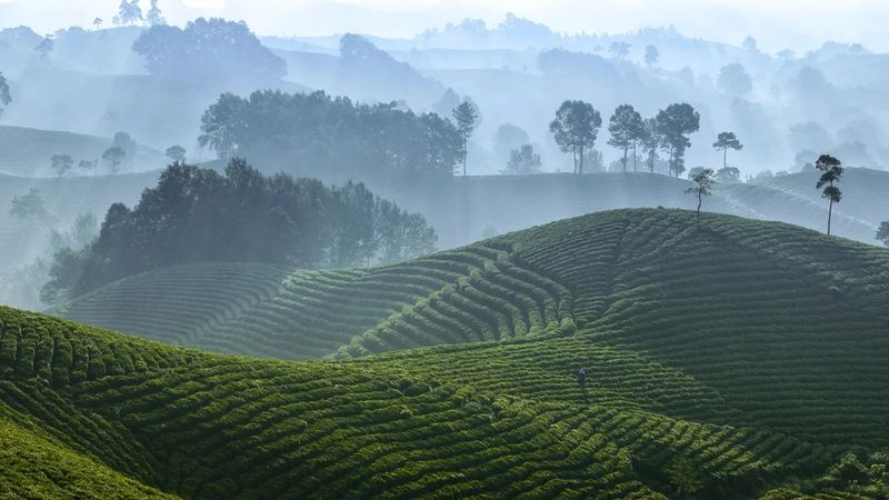 关于获央视推荐为春茶极品“恩施玉露”,上新开启茶饮赛道的相关内容(4)