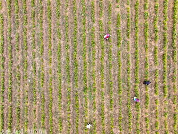 有关于黔西市金兰镇：春茶抢“鲜”采 茶农增收乐的信息(2)