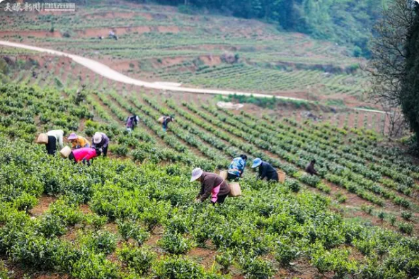 有关于黔西市金兰镇：春茶抢“鲜”采 茶农增收乐的信息(1)