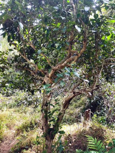 关于普洱墨江:“抱团发展”做好“茶”文章的消息(2)