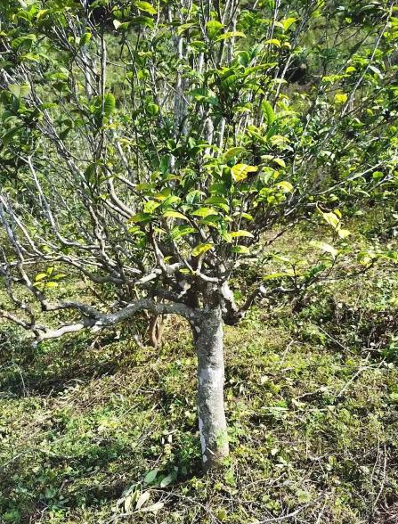 关于普洱墨江:“抱团发展”做好“茶”文章的消息(1)