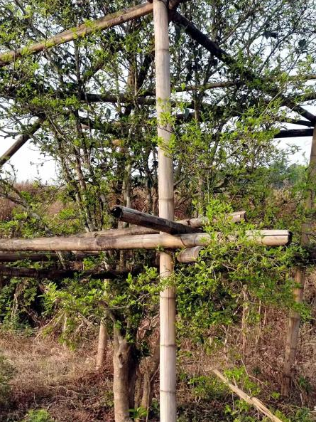 关于普洱墨江:“抱团发展”做好“茶”文章的消息