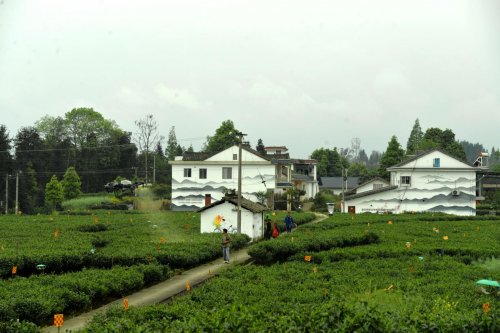 关于四川眉山:新质生产力 茶园高科技的资讯(1)