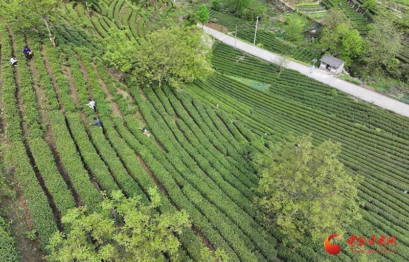 关于陇南市康县：春茶采摘忙的信息