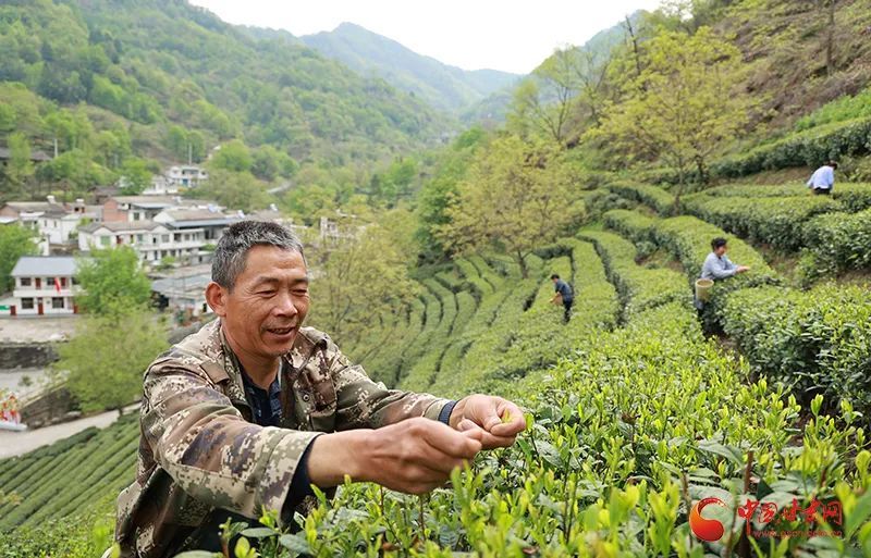 关于陇南市康县：春茶采摘忙的信息(1)