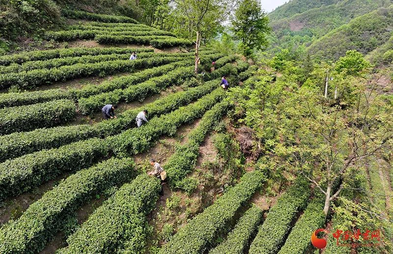 关于陇南市康县：春茶采摘忙的信息(2)