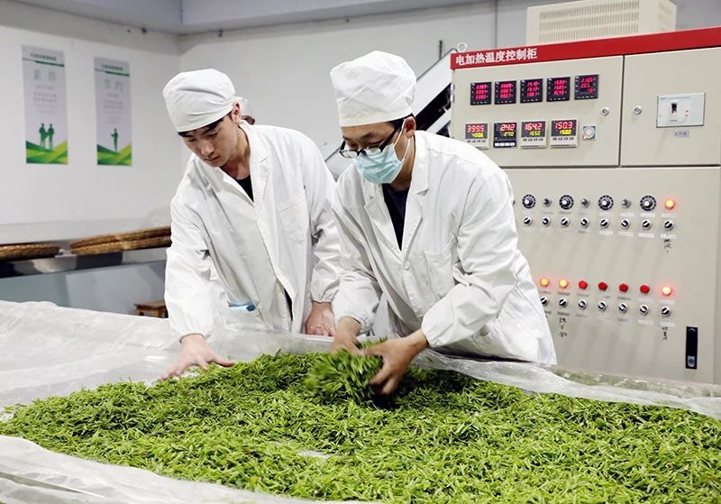关于岳西：深山产好茶 致富“金叶子”的相关内容(6)
