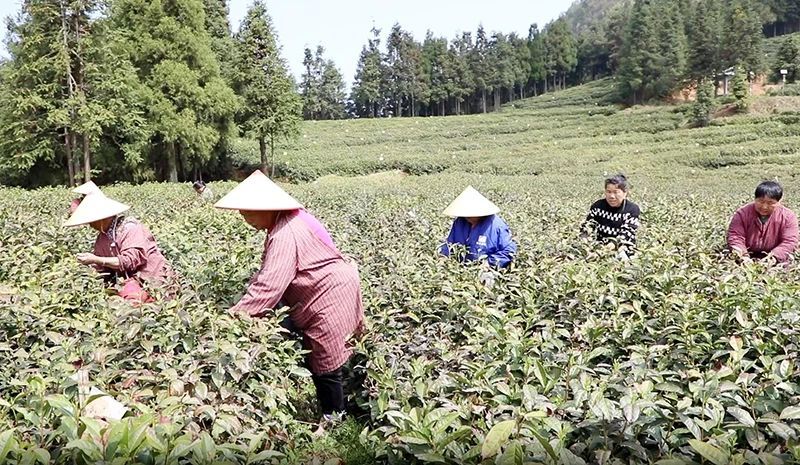 关于岳西：深山产好茶 致富“金叶子”的相关内容(3)