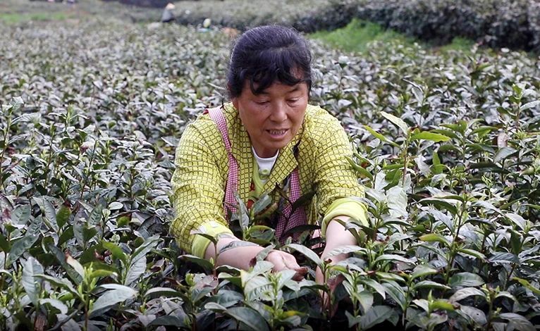 关于岳西：深山产好茶 致富“金叶子”的相关内容(1)