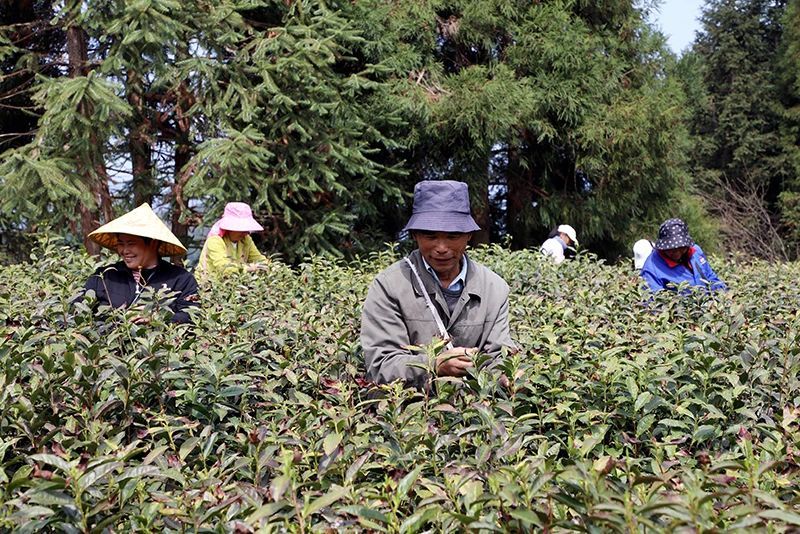 关于岳西：深山产好茶 致富“金叶子”的相关内容