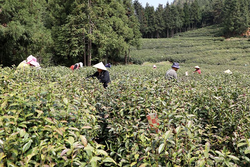 关于岳西：深山产好茶 致富“金叶子”的相关内容(2)