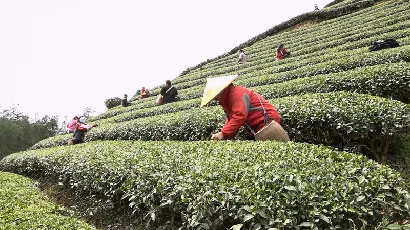 关于何坝街道水河村：一片茶叶解锁致富密码的相关内容(1)