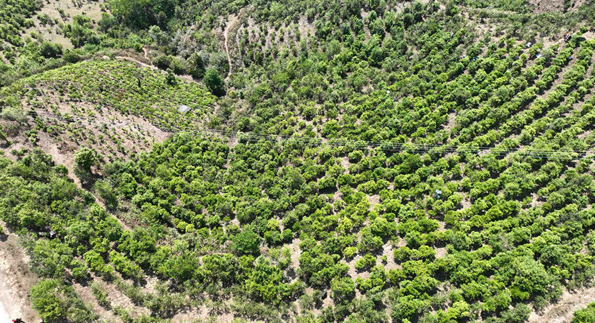 关于全国“茶人”启程滇红茶山行 新式茶饮基底茶亮眼吸睛的相关内容