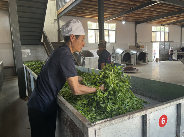 关于全国“茶人”启程滇红茶山行 新式茶饮基底茶亮眼吸睛的相关内容(1)