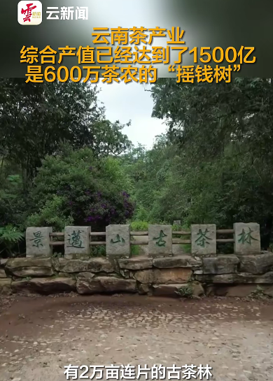 有关于云南省委书记王宁:云南省茶产业综合产值已达1500亿的相关信息(1)