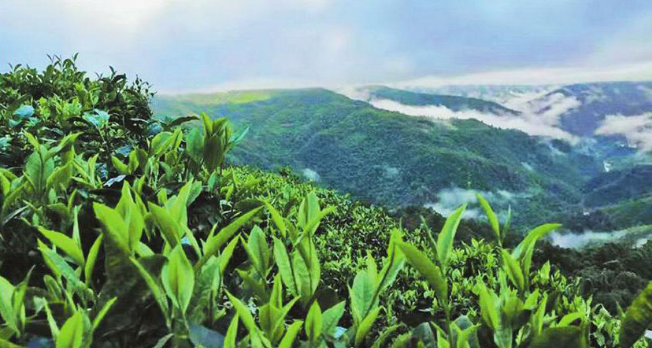 关于红河绿春：做大茶产业 共绘富美乡村新画卷的资讯