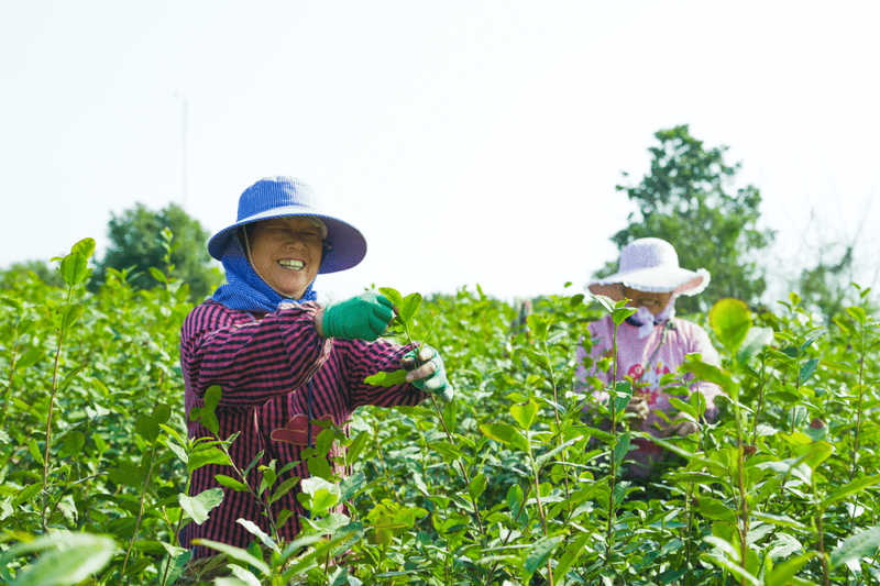 有关于江苏镇江丹徒上党镇：茶园绿意浓，茶叶采摘忙的相关信息(3)