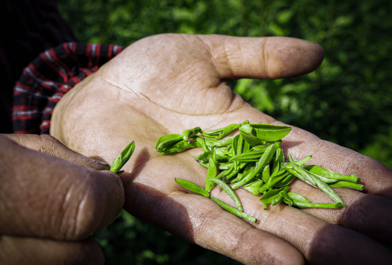 有关于江苏镇江丹徒上党镇：茶园绿意浓，茶叶采摘忙的相关信息(7)
