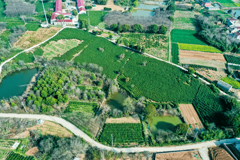 有关于江苏镇江丹徒上党镇：茶园绿意浓，茶叶采摘忙的相关信息(2)