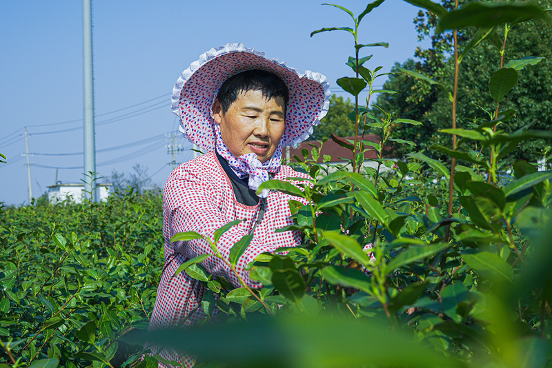 有关于江苏镇江丹徒上党镇：茶园绿意浓，茶叶采摘忙的相关信息(8)