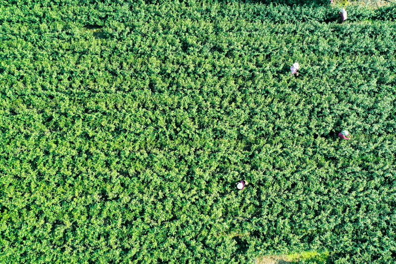 有关于江苏镇江丹徒上党镇：茶园绿意浓，茶叶采摘忙的相关信息(1)