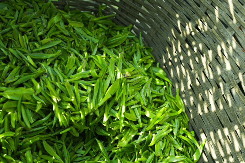 有关于江苏镇江丹徒上党镇：茶园绿意浓，茶叶采摘忙的相关信息(6)